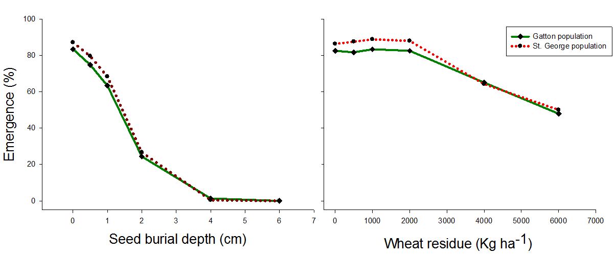 This is two graphs which show the effect of seed burial and residue cover on the emergence patterns of two populations of sowthistle