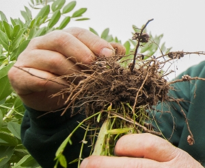 image of legume inoculation