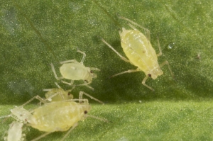image of green peach aphid