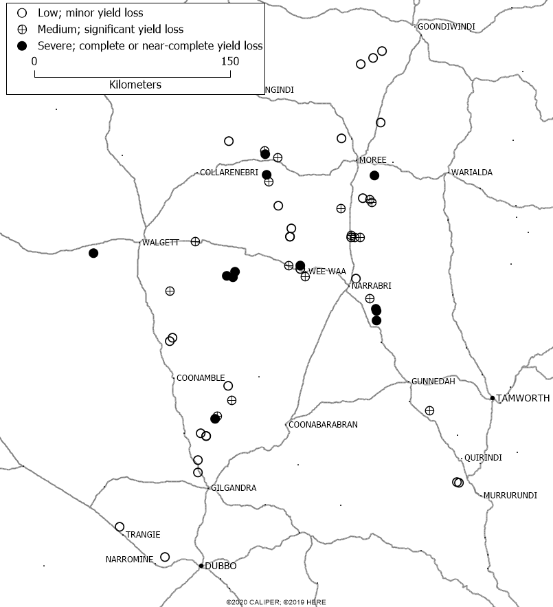 This map shows the severity of virus infections in 55 faba bean paddocks Northern NSW, 2020