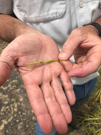 image of Upper canopy blackleg symptoms in canola