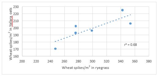 Scatter graph of the relationship between mature wheat  spikes in ryegrass and oats 