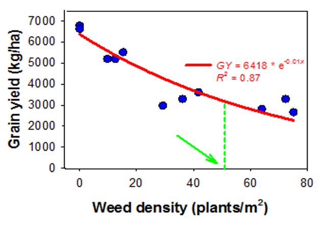 This is a line graph showing the exponential regression model showing the relationship of wheat yield and weed density of annual sowthistle