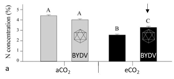 Column graph showing the amount of plant N in wheat plants under ambient and elevated CO2 with and without BYDV infection (Trebicki et al., 2016). Letters that are different are statistically significant (p < 0.05). Under eCO2 infected plants have relatively higher plant N (arrow), which attracts aphids, potentially increasing infection and virus spread.