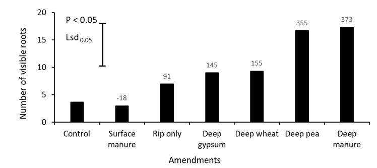 The mean effect of surface or deep-placed amendments on the number of visible roots at 30cm at late flowering of canola (cv. 45Y92CL) grown in alkaline sodic subsoil in Rand, SNSW in 2019. Values on the top of each bar is representing percent change of visible roots compared to control.