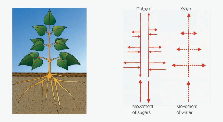 Figure 5 diagram of a plant showing the xylem and phloem movement systems.