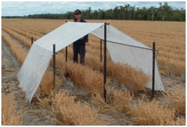 Shelter set up over small section of crop that is to be measured for CLL.
