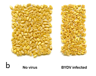 This is a photograph of two samples of wheat showing an example of effect of BYDV infection (right) on wheat grain and normal grain (left).