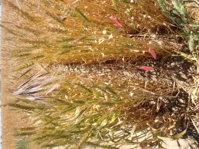 image of brome grass