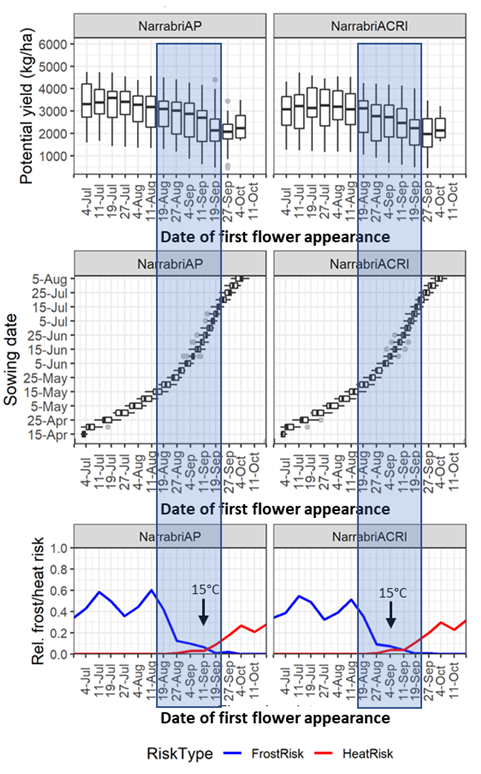 This series of graphs shows the water-limited yield potential, sowing date and relative frost/heat risk, plotted against the date of first flower appearance for PBA HatTrick  at Narrabri Airport and the Australian Cotton Research Institute (ACRI). Shaded area represents the predicted optimum window for appearance of first flowers. Arrows and ‘15°C’ mark the first week that has an average daily temperature greater than 15°C in the second half of the year, i.e. when conditions become favourable for pod-set.