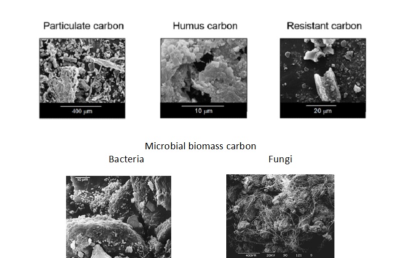 Pictures of three soil organic carbon fractions and microbial biomass carbon