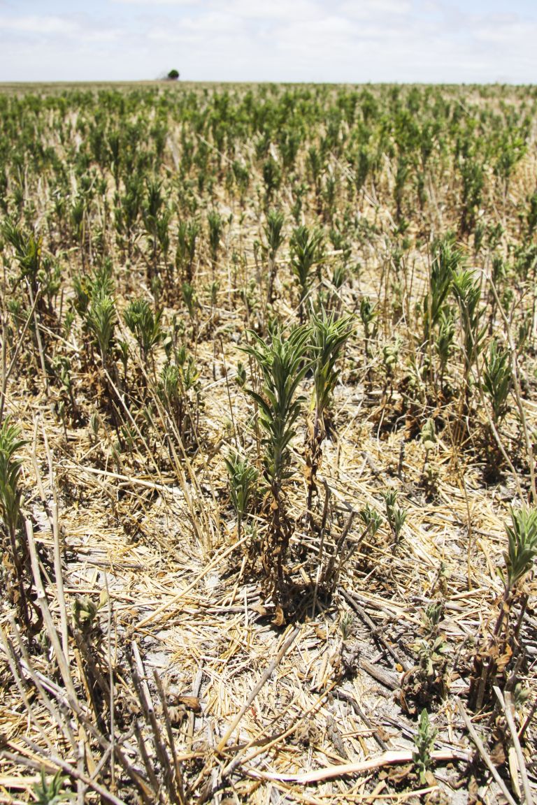 Fleabane heat and moisture stress