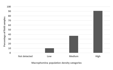 Bar chart showing percentage of field samples where Macrophomina could not be detected or that have Macrophomina population densities which are classified as “Low”, “Medium” or “High” (categories are devised by SARDI).