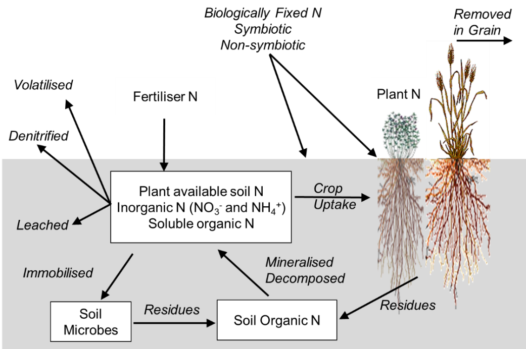 The soil nitrogen cycle, showing the various pools and nitrogen transformations and movements