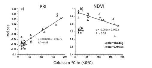 Reflectance derived spectral indices photochemical response index and normalised difference vegetation index from wheat heads the day after frost treatments, applied at varying intensities and expressed as cold sums. Frost treatments were applied at the crop stages; head emergence and flowering.
