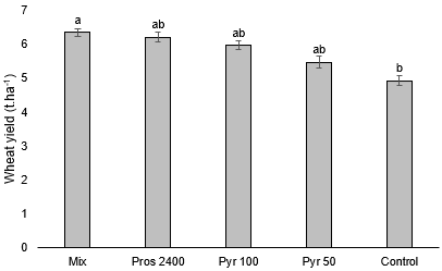 image of wheat yield