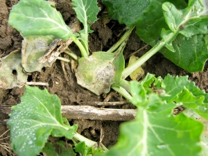 image of blackleg in canola