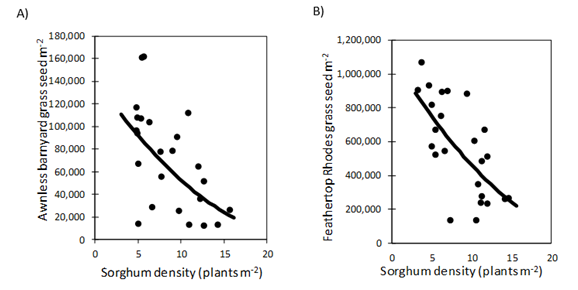 These two scatter graphs illustrate the relationship between sorghum plant density and seed production of A) awnless barnyard grass and B) feathertop Rhodes grass, Hermitage, Qld 2017/18.