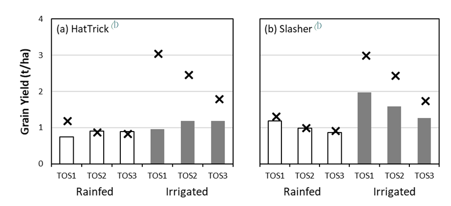These two column graphs show the measured grain yield (bars) and APSIM simulated yield (crosses) for the desi cultivars (a) PBA HatTrick  and (b) PBA Slasher  across three times of sowing (TOS) at Greenethorpe, 2019. Sowing dates were 30-April, 21-May, 12-Jun. Standard error is ≤ 0.1 t/ha for all measured yield data