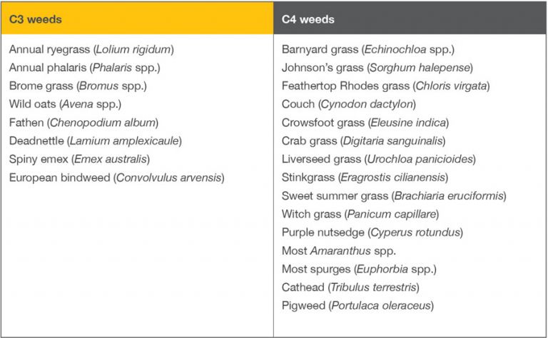 Table 3 C3 and C4 weeds