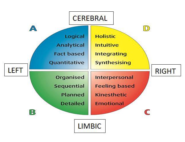 Infor graphic showing thinking preferences within the brain (Source: Hermann International).