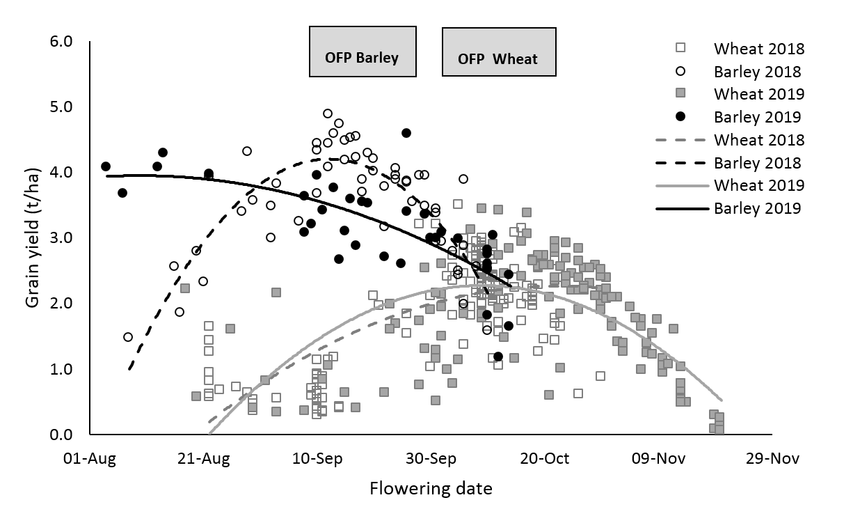 This scatter graph with lines of best fit shows the grain yield responses to flowering date for a range of wheat and barley varieties sown from early April-late May in co-located experiments conducted at Wagga Wagga (2018) and Marrar (2019).
