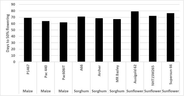 This bar graph illustrates days to 50% flowering for maize, sorghum and sunflower sown on 5th Feb 2020 at Breeza