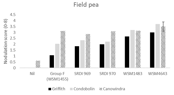 This column graph illustrates the average nodulation score of 15 field pea plants at Griffith, Condobolin and Canowindra where seed was inoculated with peat slurry containing a no rhizobia (nil), the current Group F strain, or one of four experimental strains. A score of 4 is considered adequate which is described as > 20 effective per plant Yates et al. (2016). The interaction Least Significant Difference (LSD) is indicated.