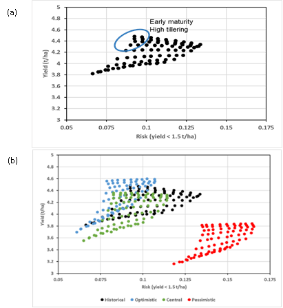 These two scatter-plots show  (a) Simulated average yield–risk trade-off for the historical climate scenario for genotypes varying in maturity and tillering grown with standard agronomy. Average yield for each genotype is derived from simulations over all environments (sites, seasons, soils, times of sowing, antecedent moisture levels) sampled in the production region. Production risk for each putative genotype is quantified as the frequency of occasions in which simulated yield falls below 1.5 t/ha.  (b) Simulated average yield–risk trade-off for genotypes varying in maturity and tillering grown with standard agronomy (as in (a)) but for the four climate scenarios used in this study: historical (black), optimistic (blue), central (green), and pessimistic (red).