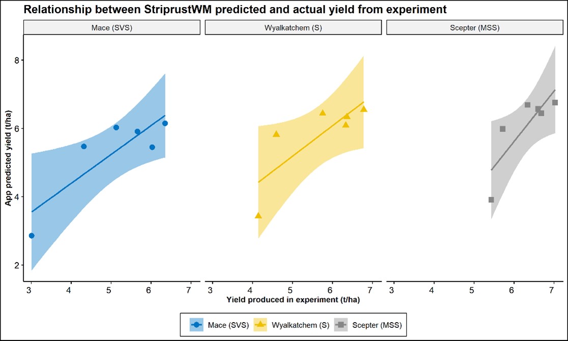 Line graphs showing a comparison of grain yield of three wheat varieties, Mace, Wyalkatchem and Scepter as predicted by StripeRustWM app and trial data from Horsham site.