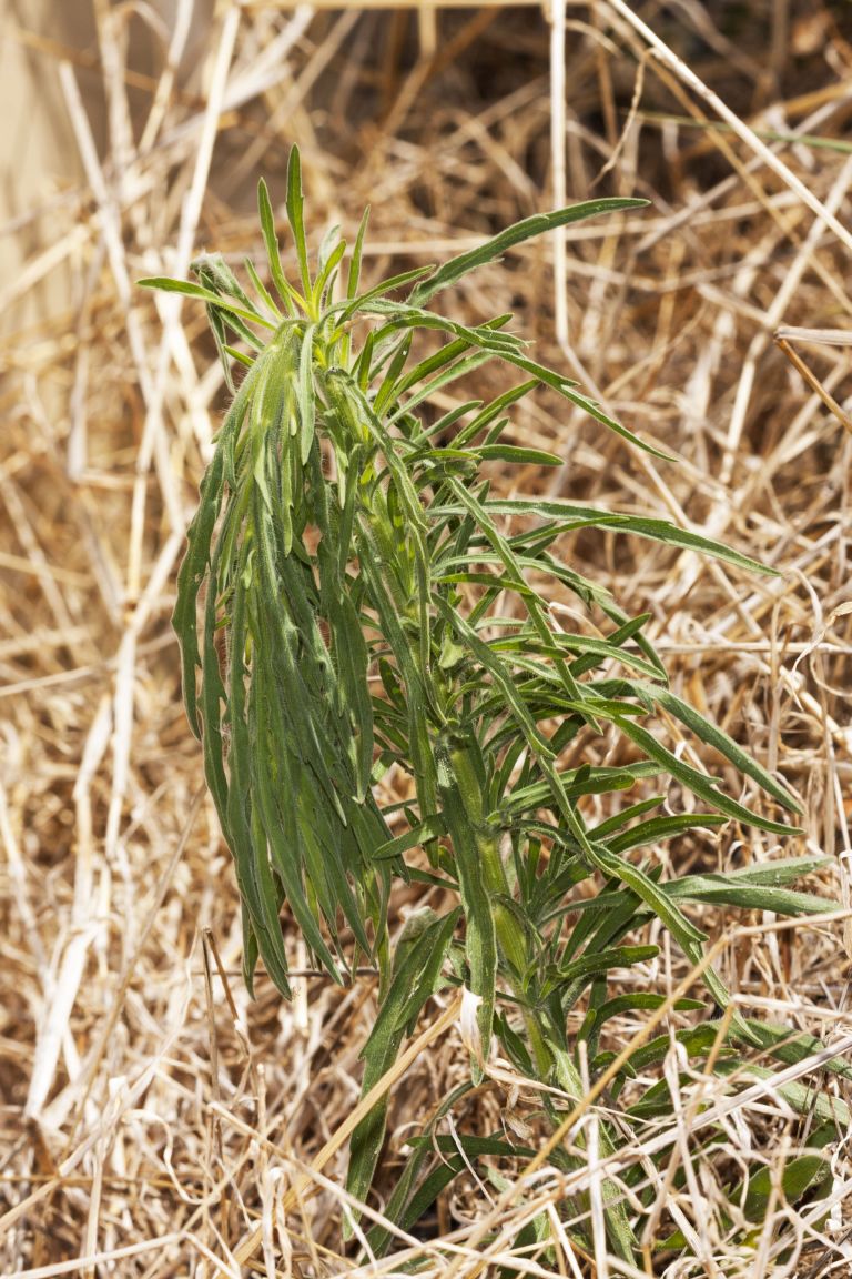 Moisture stressed young fleabane