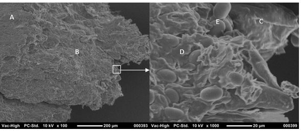 Figure 2. Scanning electron microscope images of chickpea flake. Left: A = surface of flake, B = exposed interior of flake. Right: Magnified image of area within white box. C= cell wall, D = intercellular material (protein), E = starch granule.