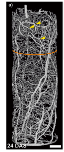 Figure 3 is an MRI image of the root system of a bean plant grown in a 30cm tall pot with an internal diameter of 8.1cm. Image reproduced from Metzner et al. 2015.