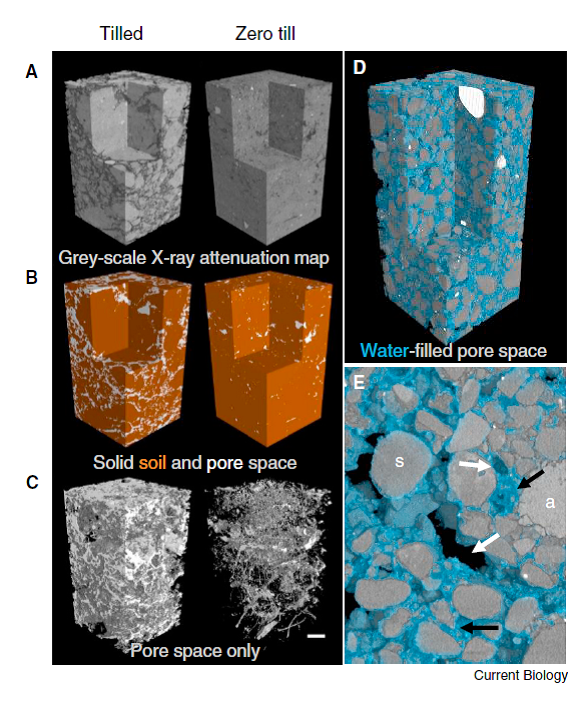 Figure 2 is images of soil using X-ray CT to determine soil structure in soils from tilled and untilled fields. False colouring has been used to differentiate soil and air-filled pores (A-C), and soil, water and air distributions (D, E). Image reproduced from Morris et al. (2017).