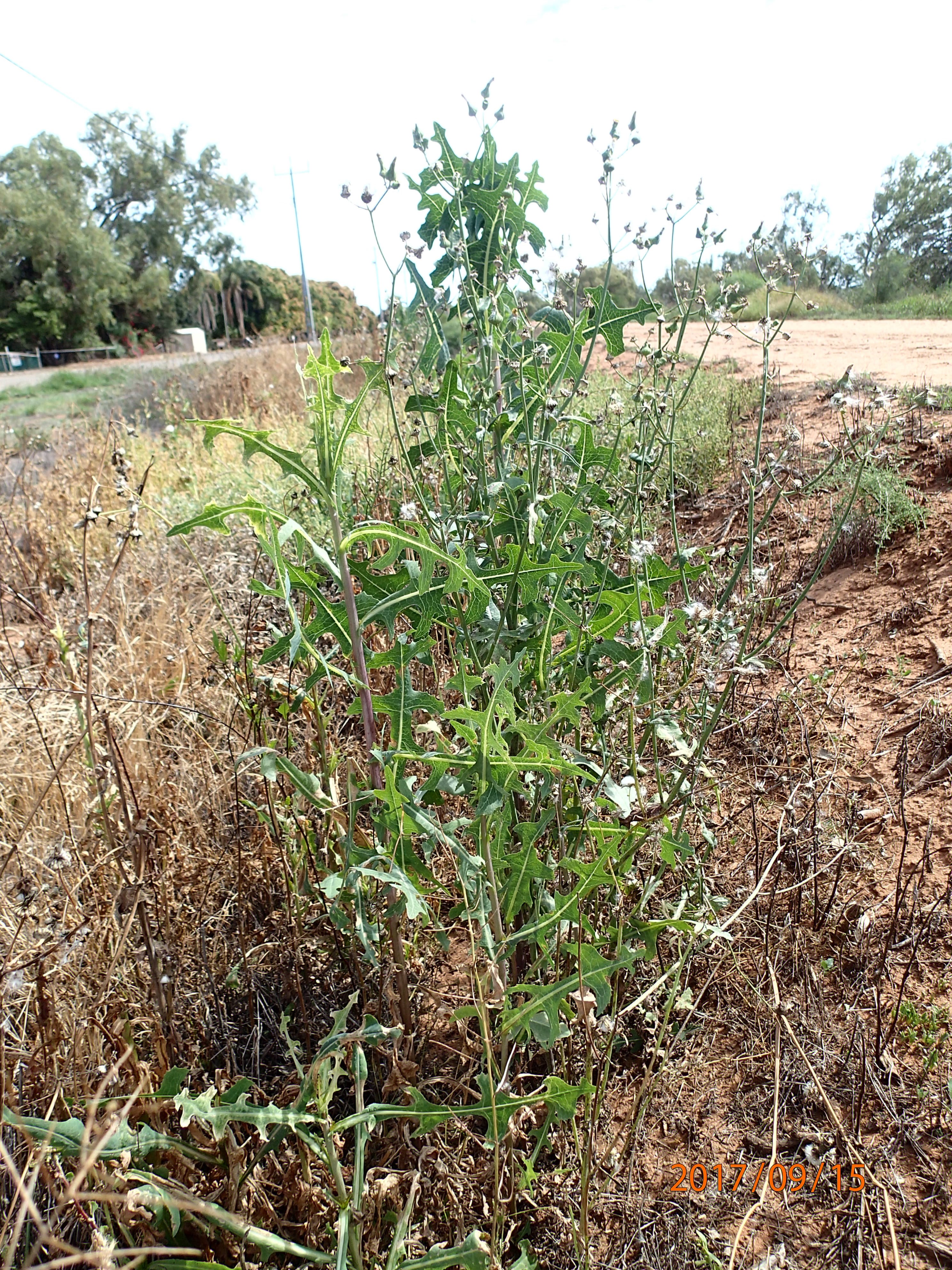 Mature plants of willow-leaved lettuce growing in an unsprayed area in the Gascoyne irrigated region of Western Australia