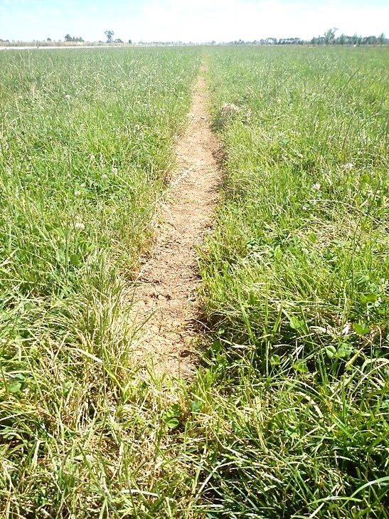 Figure 1. Shallow drain installed in a perennial pasture bay.