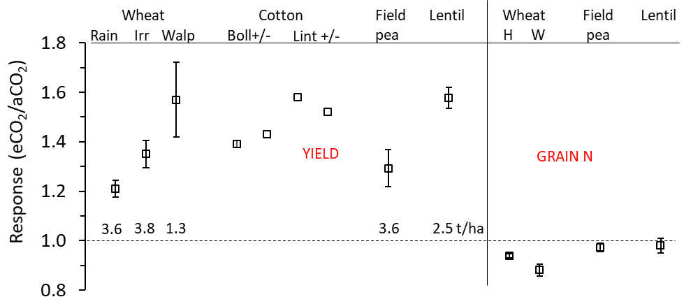 This scatter graph with error bars shows the response of yield and grain/boll/lint and grain N to elevated CO2 (eCO2/aCO2) for wheat, cotton, field pea and lentil. Response (y-axis) is displayed in terms of fractional response compared to ambient (aCO2) (e.g., 20% increase = 1.2 times increase or 10% decrease = 0.9). Wheat, field pea and lentil data are from the AGFACE. Cotton data is from the Arizona FACE (Kimball, 2006). Yield: Wheat, Rain = rainfed treatments at Horsham, Irr = irrigated treatments at Horsham, Walp = Walpeup site. Cotton: Boll or Lint = boll or lint yield with ample N and H2O (+) or with ample N but deficit H2O (-). Grain N: Wheat, H = Horsham, W = Walpeup. Error bars are 95% confidence intervals. Actual yield (t/ha) of the ambient CO2 treatment for wheat, field pea and lentil are shown above the 1.0 horizontal dotted line (no response to eCO2).