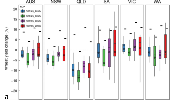 These boxplot graphs show projected changes in APSIM-modelled wheat yield per hectare with no adaptation (box plots) in Australia and individual states with a moderate (RCP 4.5, blue and green) and business-as-usual (RCP 8.5, purple and red) climate outcome predictions for 2050 and 2090, compared to 1961-2000. Small rectangles represent yield projections with adaptation measures (sowing date shifted to earlier and a longer season cultivar).