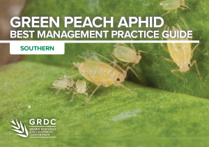 Green peach aphid best management practice guide - southern