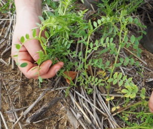 image of chickpea or lentil