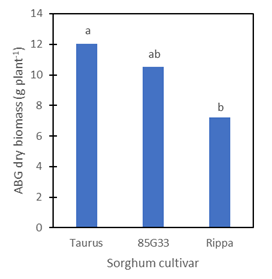 This column graph shows awnless barnyard grass (ABG) biomass as affected by sorghum cultivar at Narrabri, NSW 2018/19. Different letters indicate significant (P<0.05) difference after pairwise comparison.