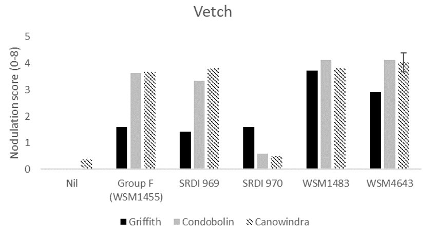 This column graph illustrates the average nodulation score of 15 vetch plants at Griffith, Condobolin and Canowindra where seed was inoculated with peat slurry containing a no rhizobia (nil), the current Group F strain, or one of four experimental strains. A score of 4 is considered adequate which is described as > 20 effective per plant Yates et al. (2016). The interaction Least Significant Difference (LSD) is indicated.
