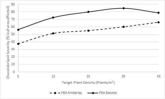 Line graphs showing effect of plant density on severity of chocolate spot disease in faba bean as measured with 2 varieties, PBA Amberley and PBA Bendoc at Lake Bolac in a field trial planted 9 April 2020.