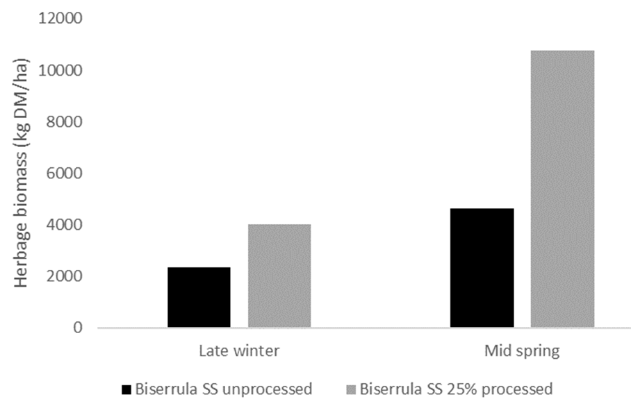 Column graph showing herbage biomass (kg DM/ha) of summer sown biserrula where seed was either unprocessed or where a mix of 75% unprocessed and 25% scarified seed was sown.