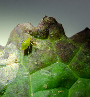 Image of green peach aphid on vegetation. 
