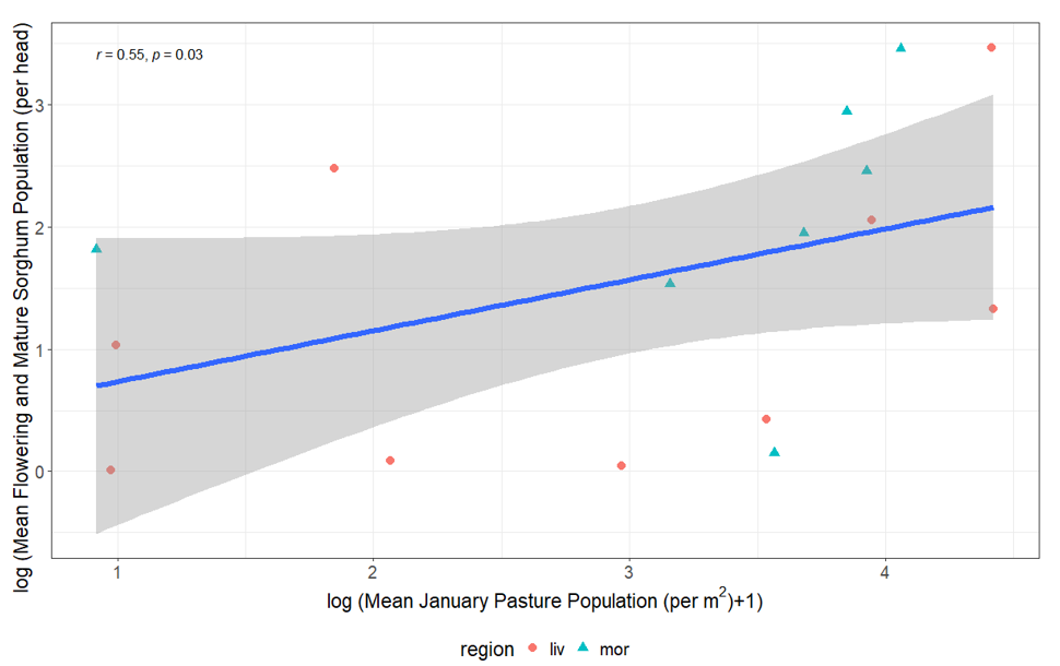 Graph showing the correlation between the mean population of Rutherglen bug per head on both flowering and mature sorghum summarised by site and the mean January population of Rutherglen bug per m2 on nearby pasture.