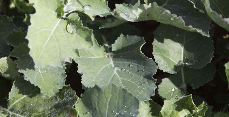 Dew on canola plants