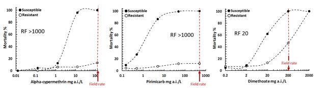 Figure 4. Sensitivity of a typical Australian susceptible and resistant green peach aphid population to the synthetic pyrethroid, alpha-cypermethrin (left panel), the carbamate, pirimicarb (middle panel) and the organophosphate, dimethoate (right panel). RF = Resistance Factor.