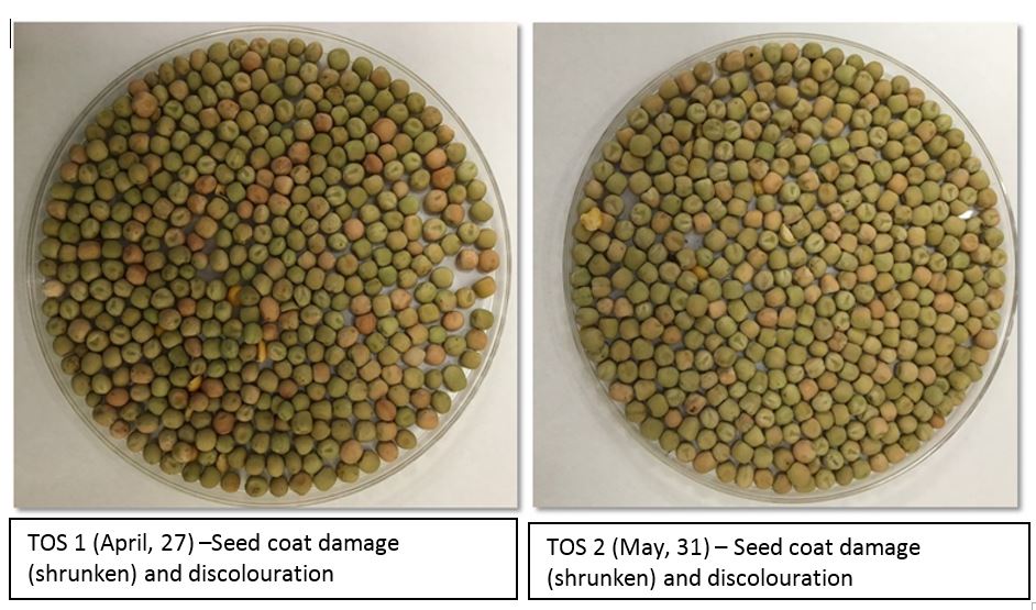 Figure 1. Frost damage expressed as shrunken and discoloured seed coat in field peas (PBA Oura) sown at different sowing dates under varying AB disease risk levels and different fungicide treatments at Hart (Mid-North, SA) in 2017.