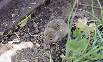 Image of small mouse